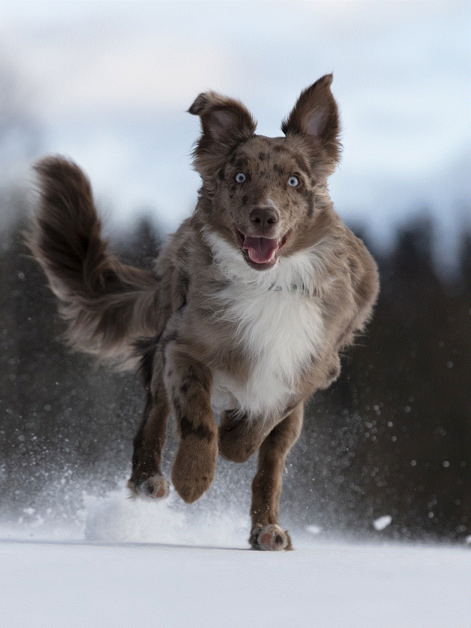 Dog Australian Shepherd