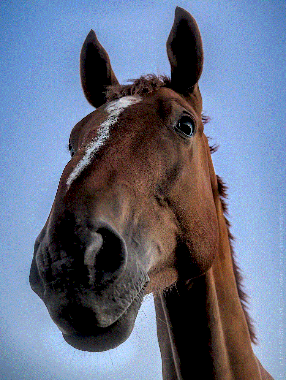 Horse Equine