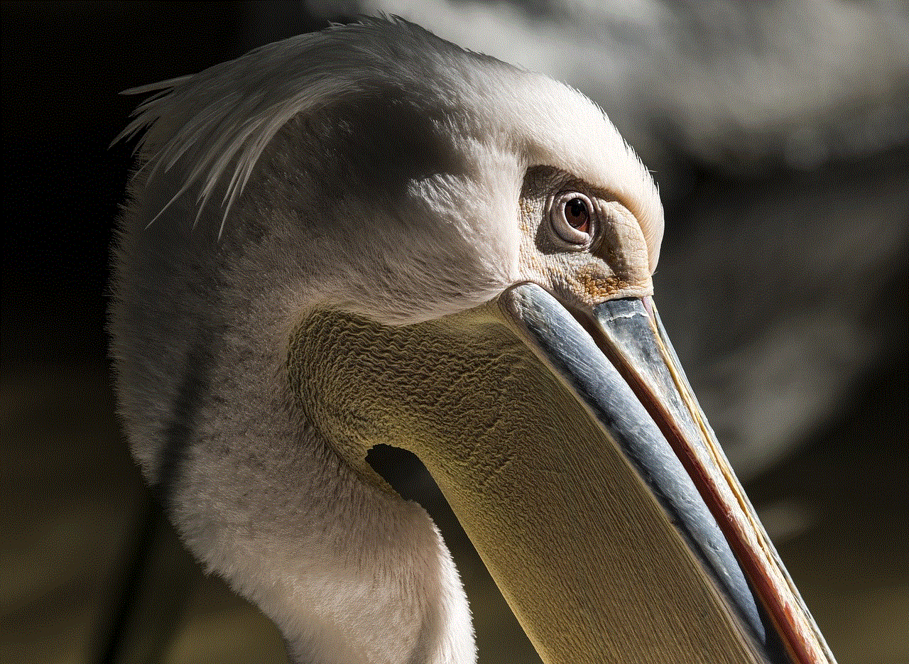 Pelican Bird