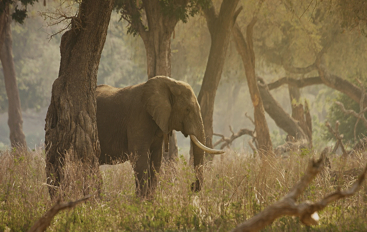 Elephant Tusks Elephant Tusks