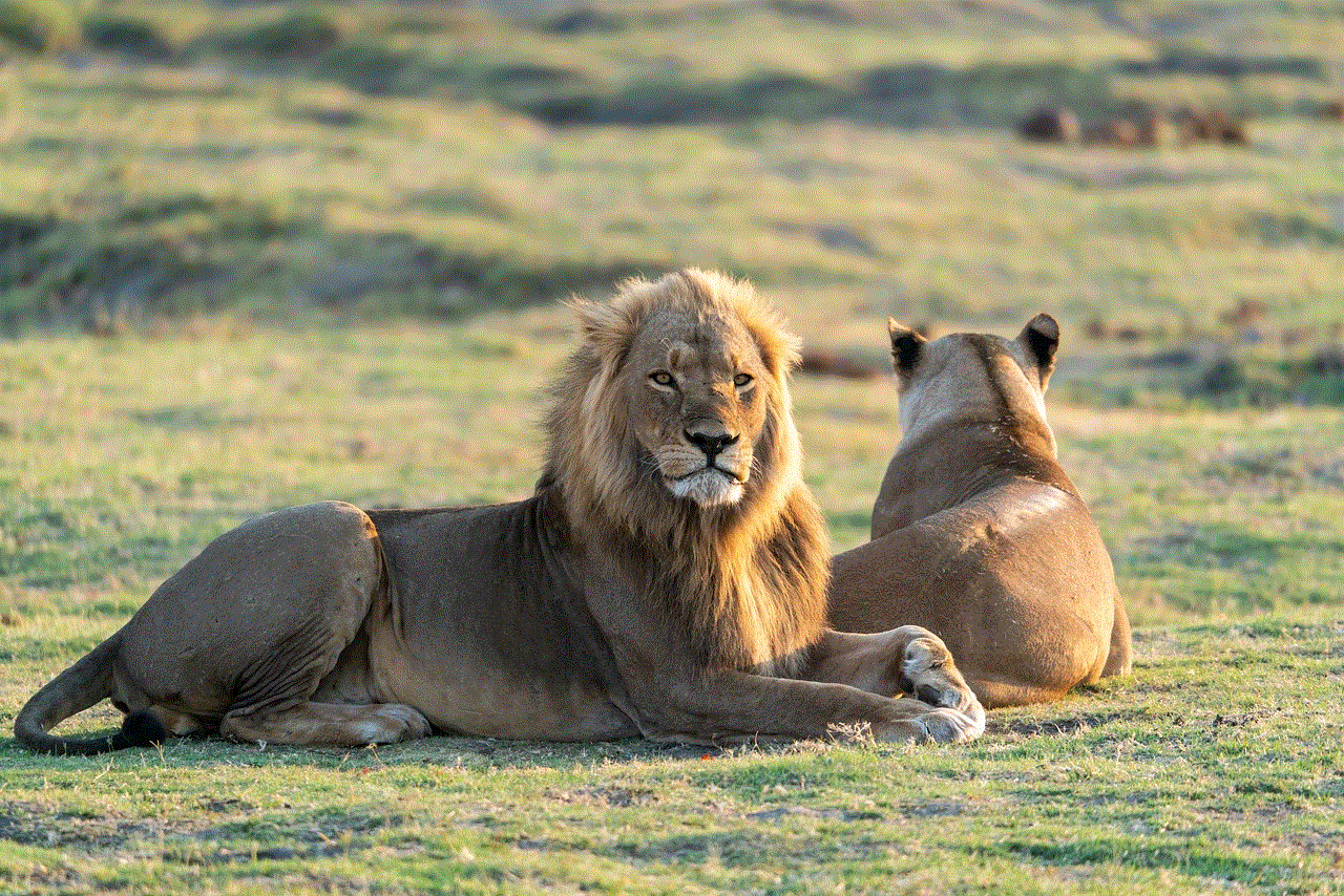 Lion Lioness