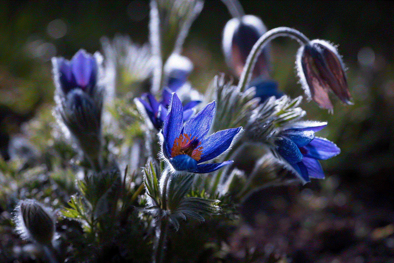 Anemone Blossoms