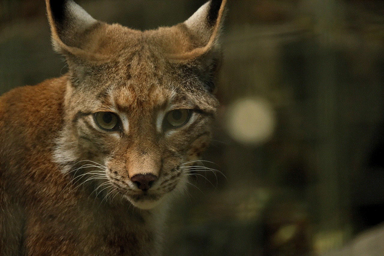 Lynx Animal
