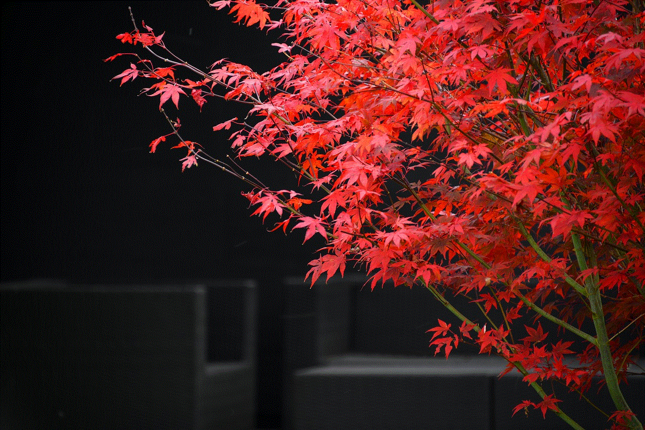 Red Maple Ahorn