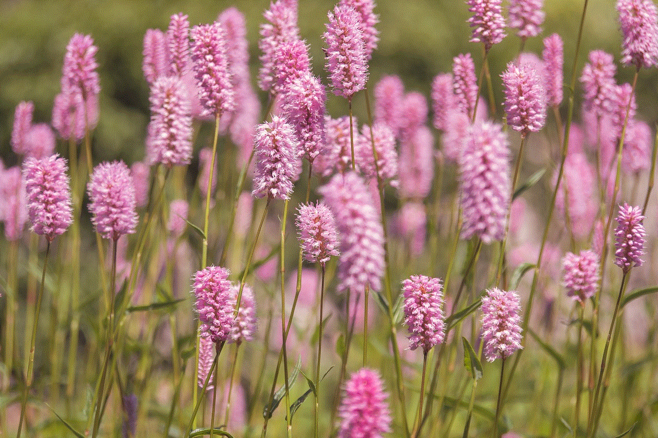 Meadow Flower Meadow