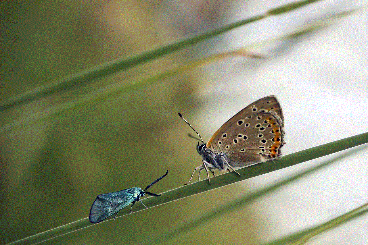 Butterfly Insect