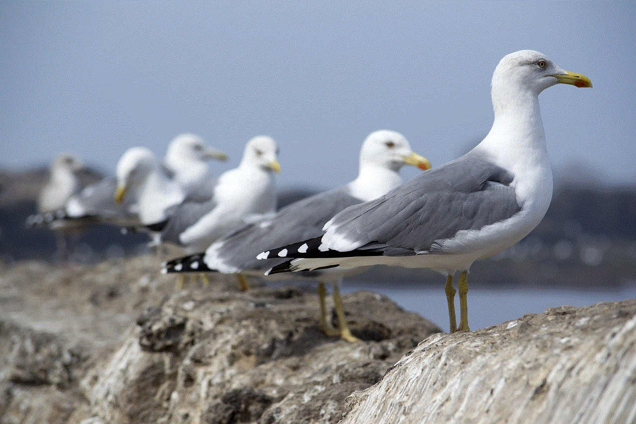 Seagulls Line