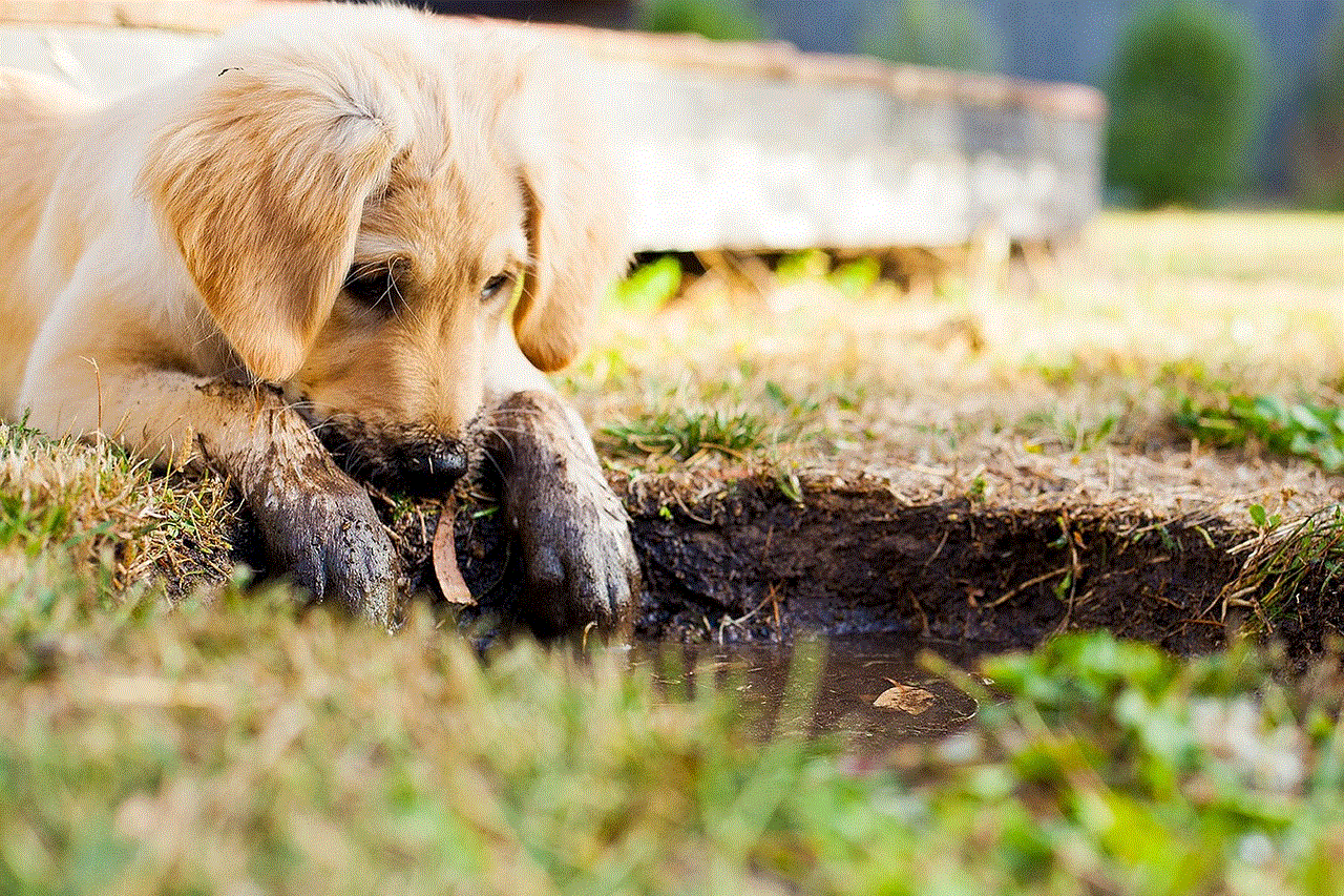Puppy Muddy Puppy