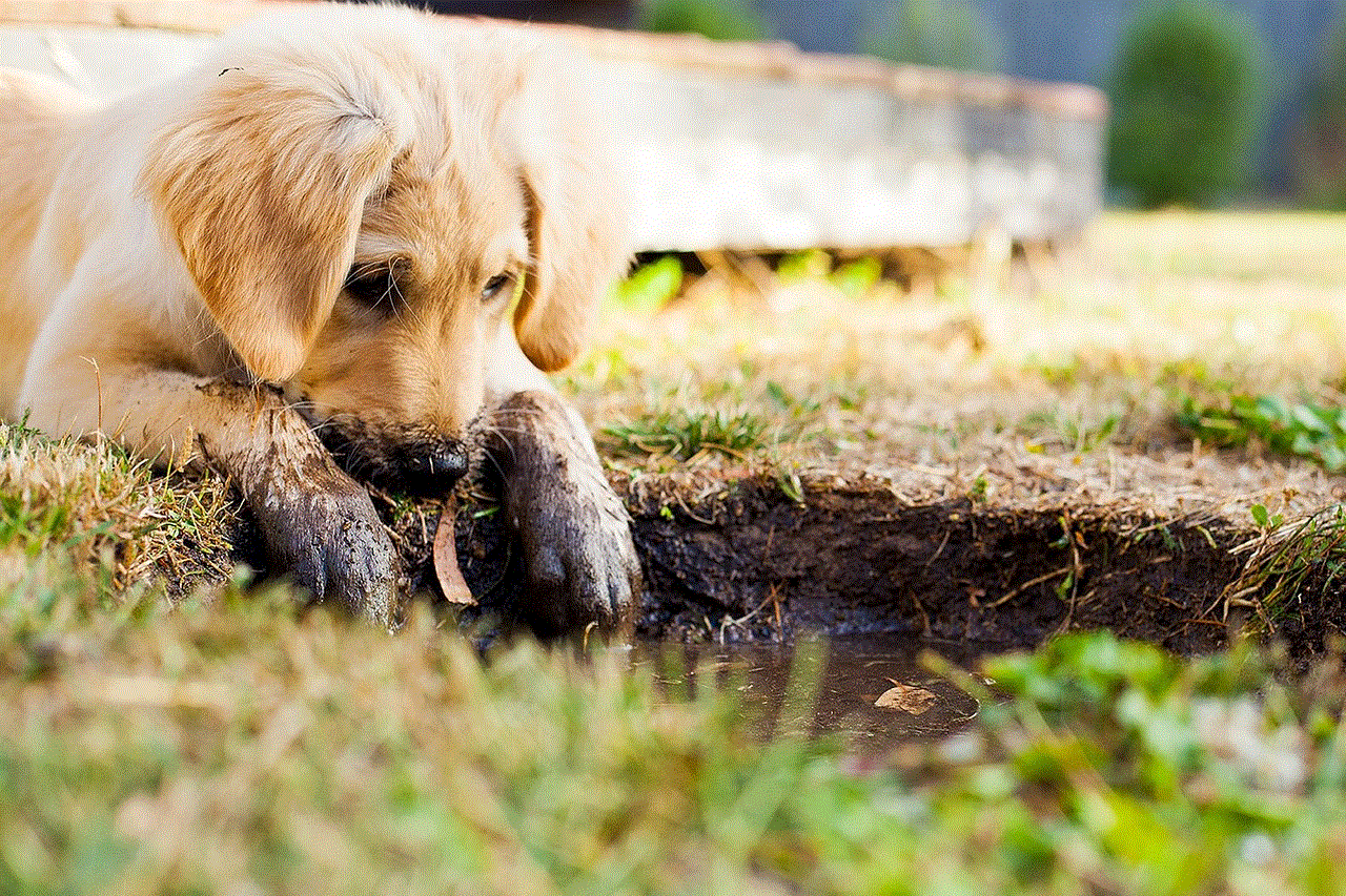 Puppy Muddy Puppy Puppy Muddy Puppy