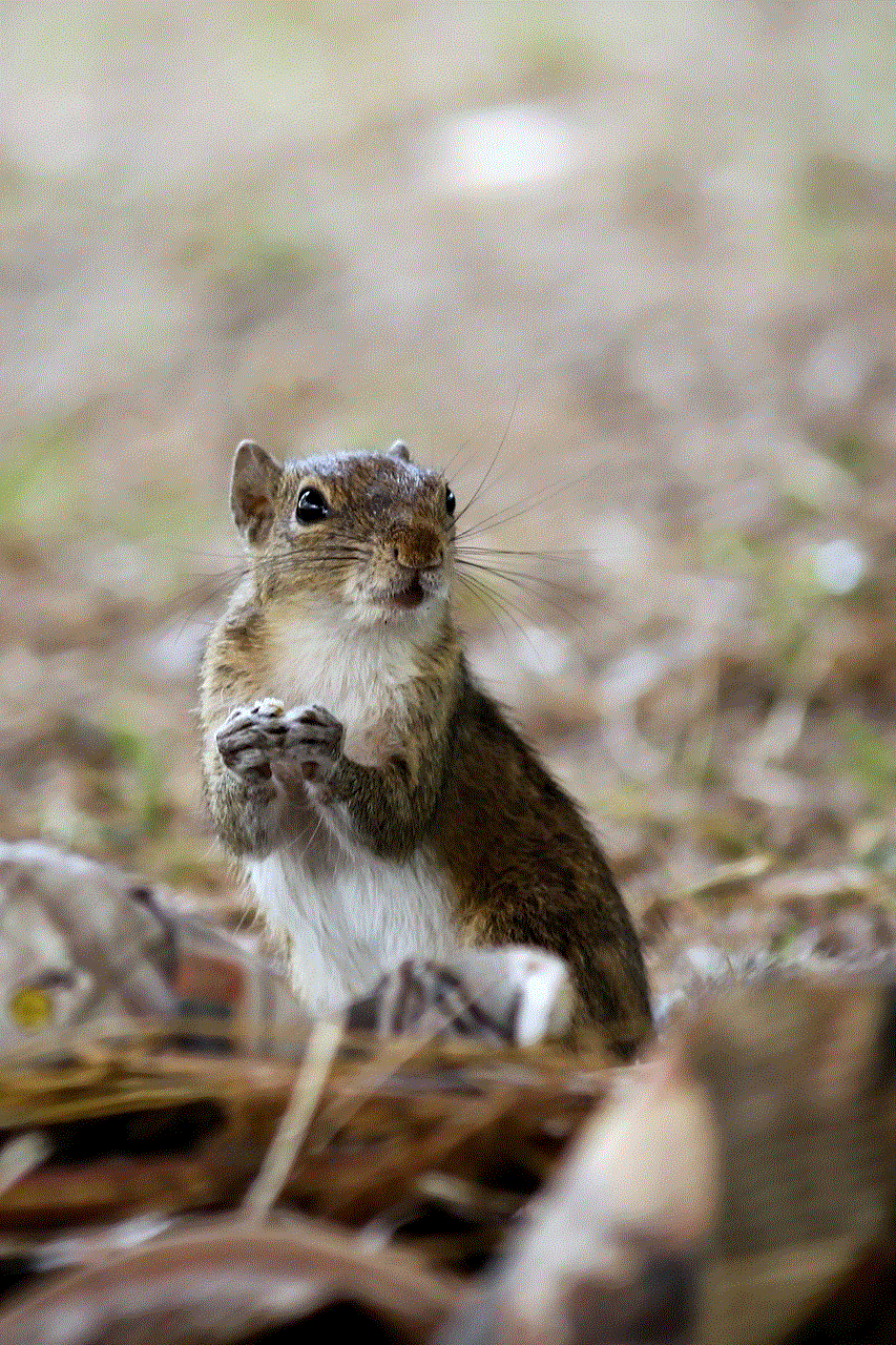 Squirrel Animal