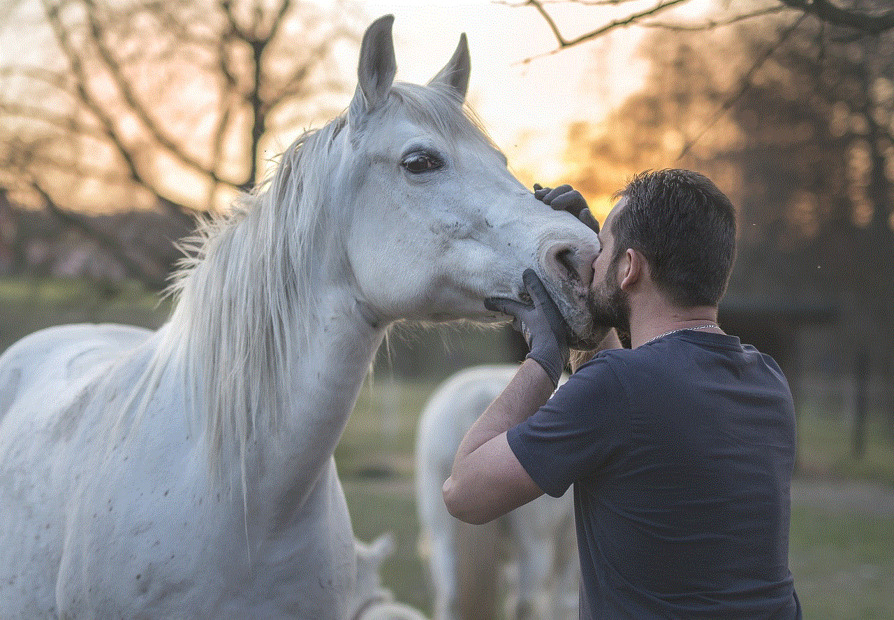 Arabian Horse Horse