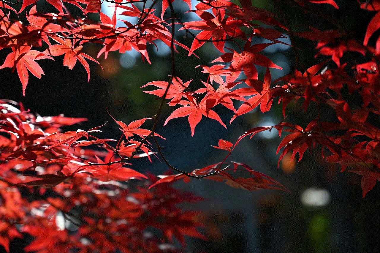 Maple Autumn