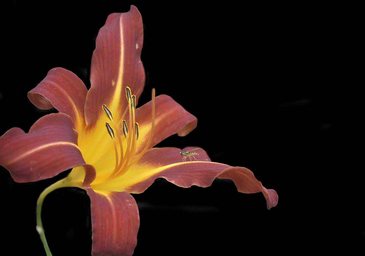 Hemerocalle Flower Background