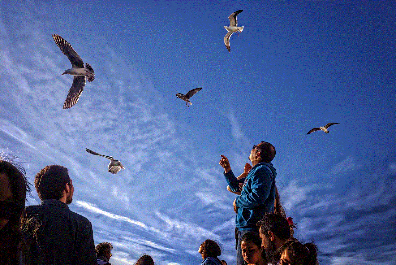 Seagulls Gulls