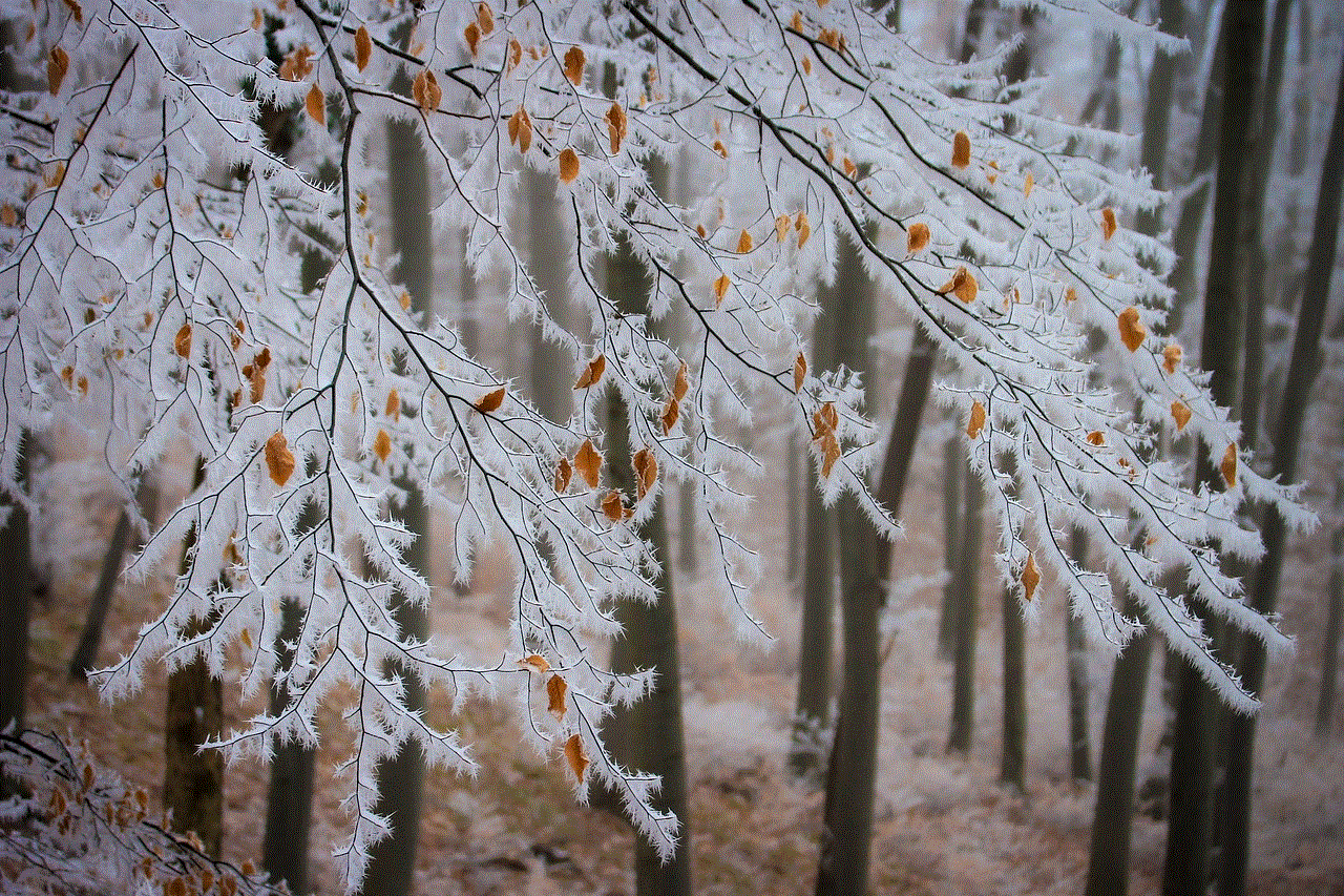 Beech Branches