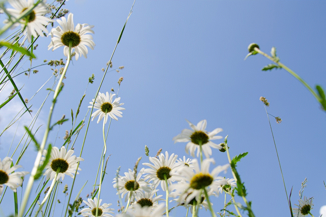 Daisies Meadow