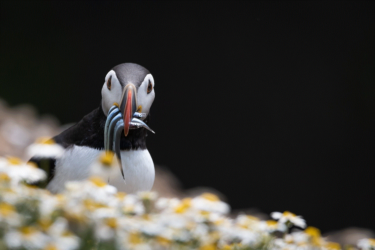 Puffins Bird