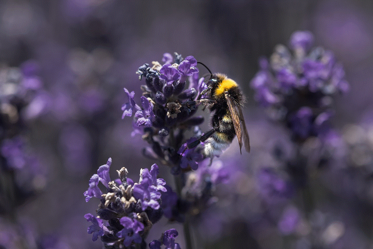 Bee Purple