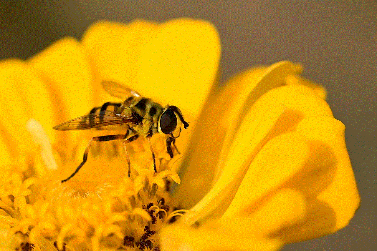 Bee Zinnia