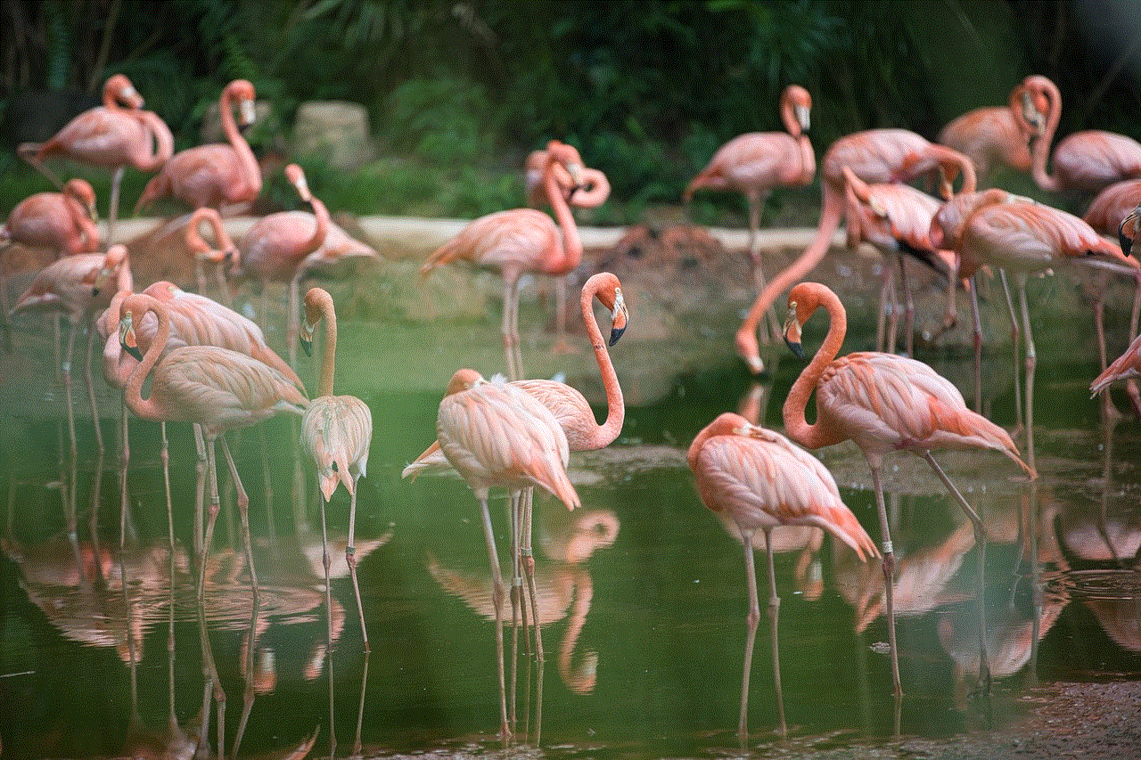 Bird Flamingo