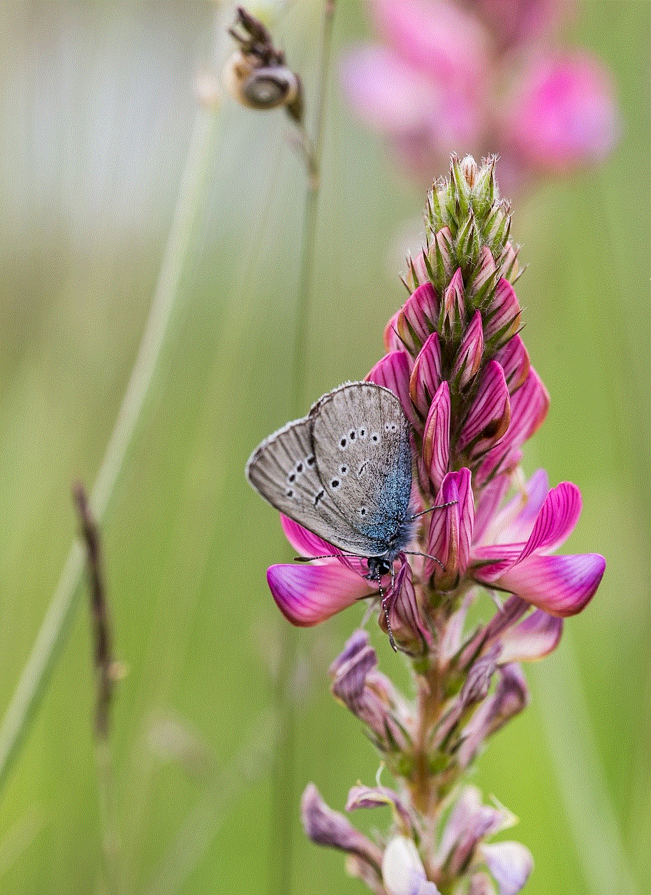 Butterfly Common Blue Butterfly Common Blue
