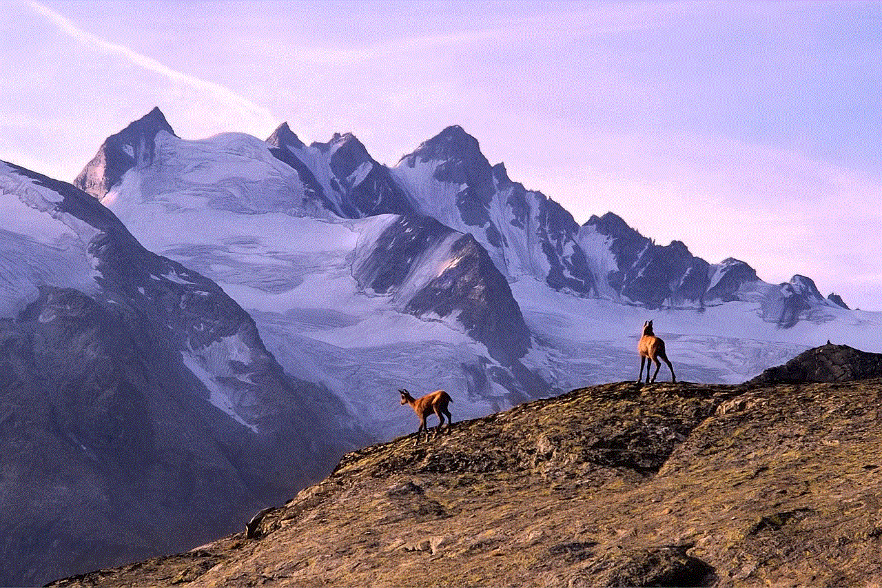 Mountain Chamois