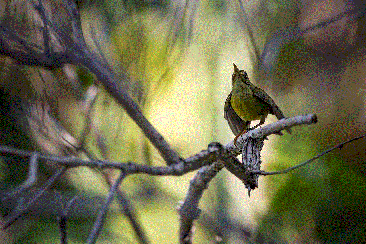 Brown-Throated Sunbird Bird