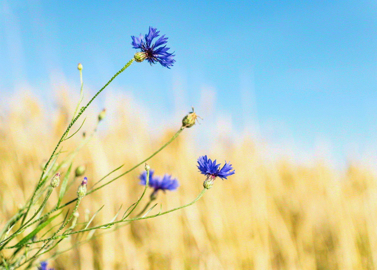 Cornflower Wildflower