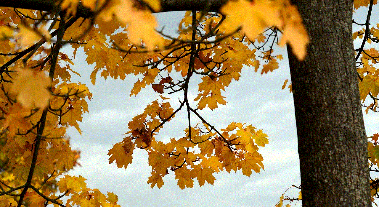 Leaves Maple