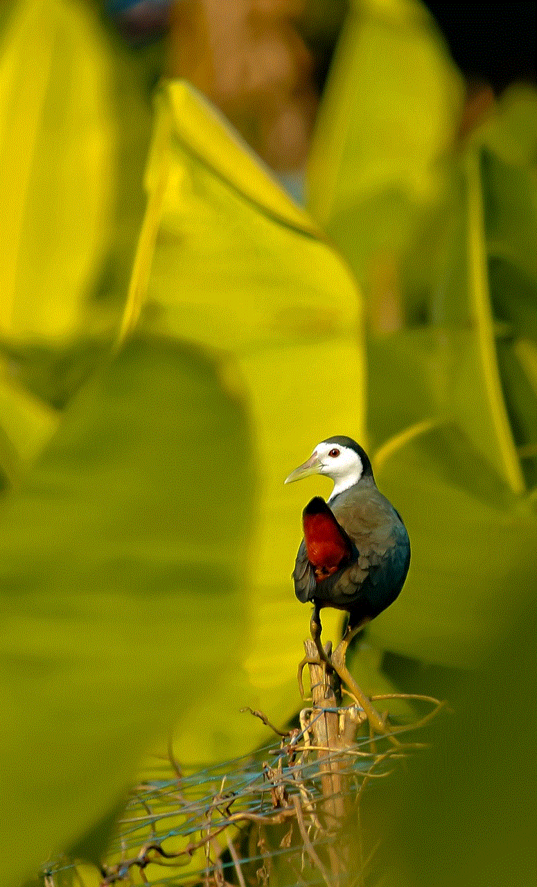 Waterhen White-Breasted Waterhen