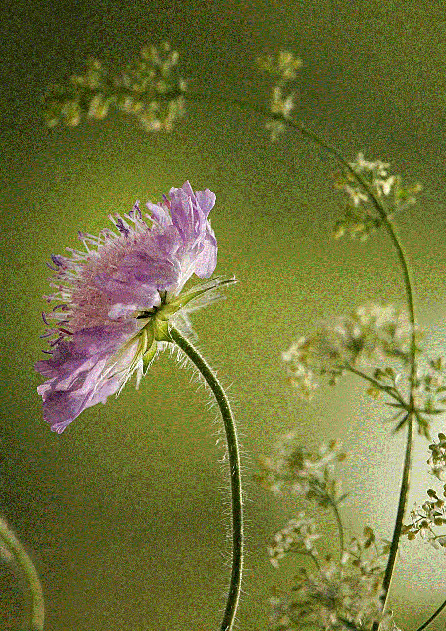 Flower Herbs