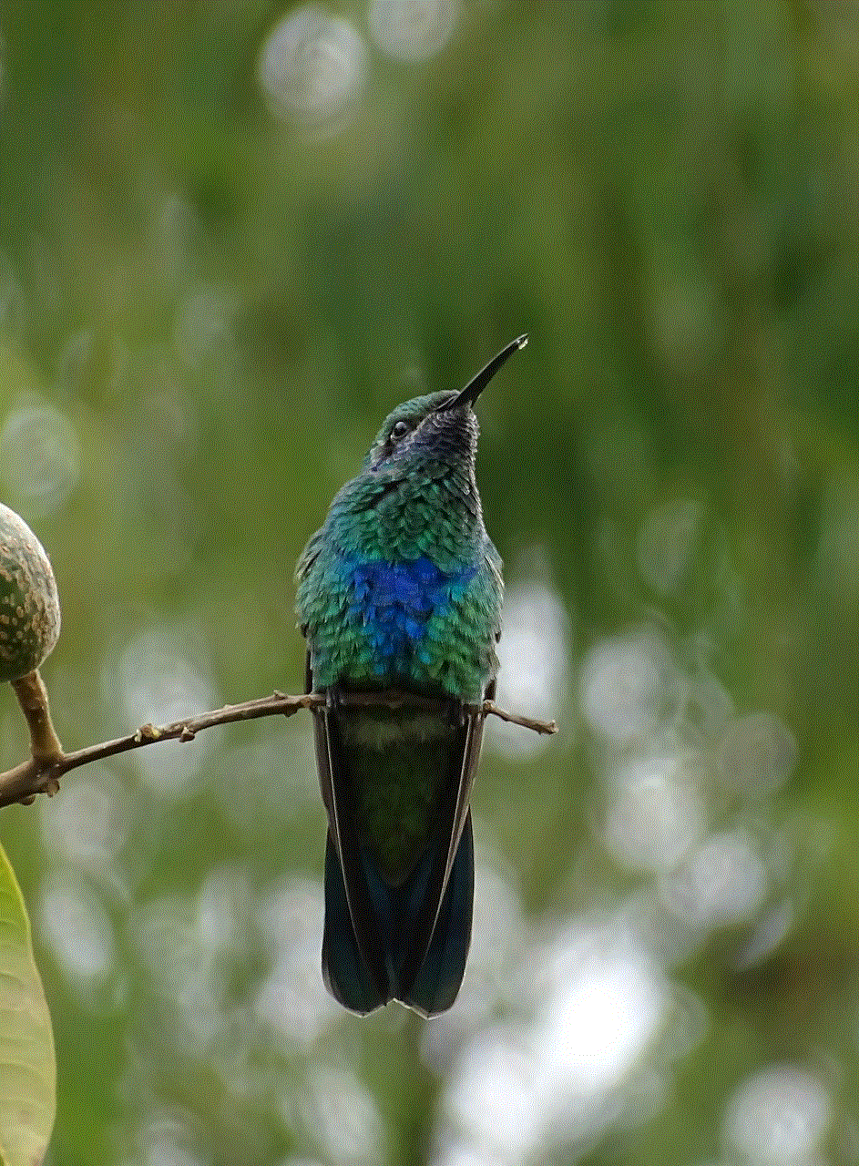 Bird Hummingbird