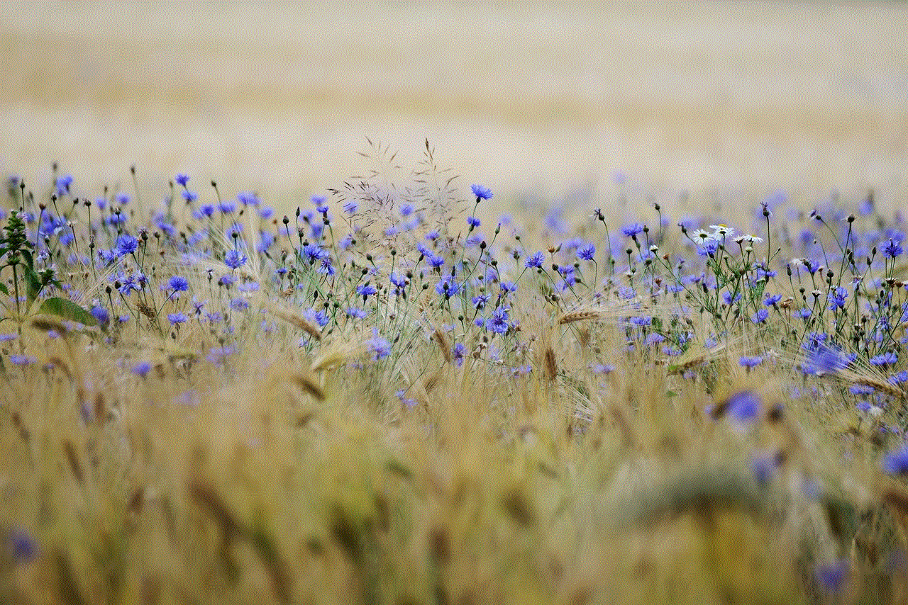 Grain Cornflowers