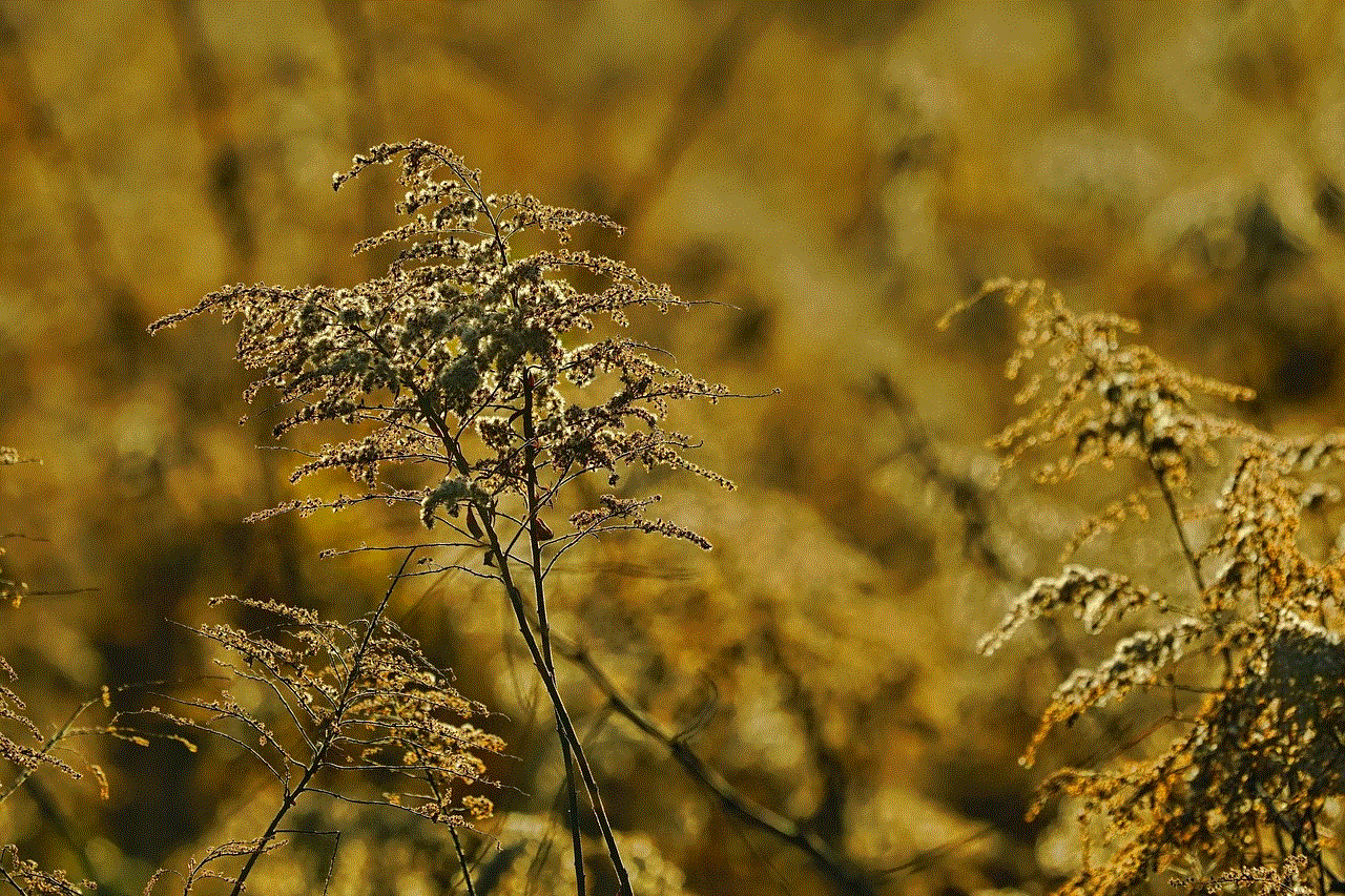 Late Goldenrod Beautiful Flowers