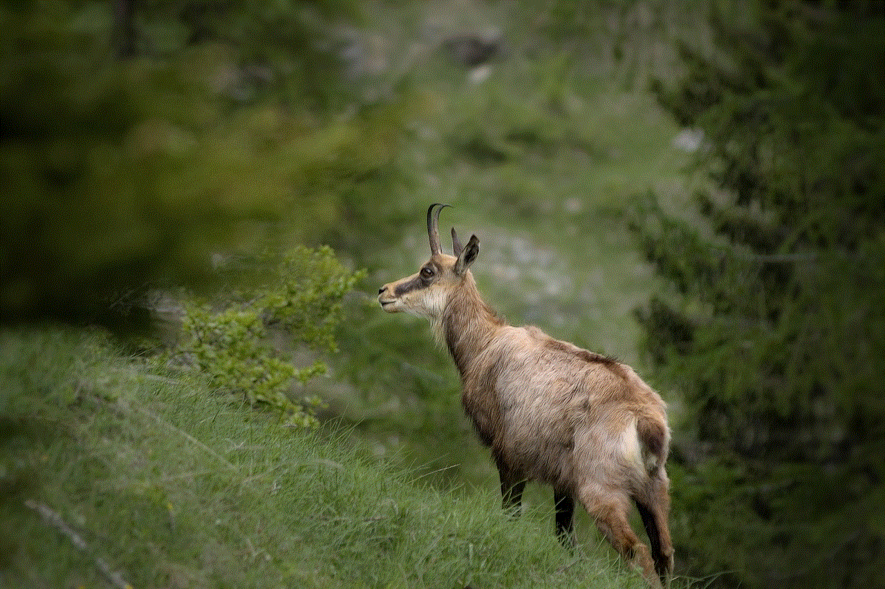 Chamois Animal