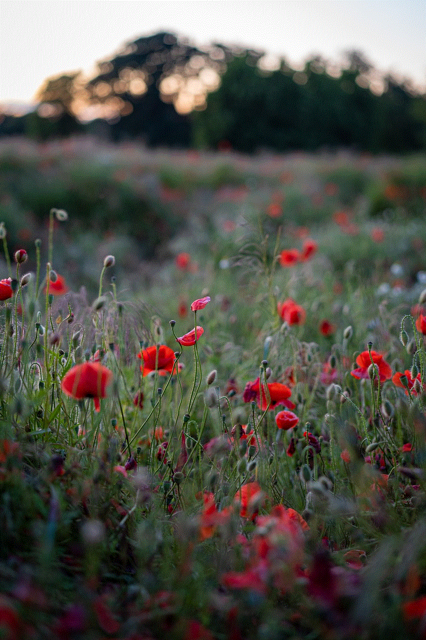 Poppies Flower