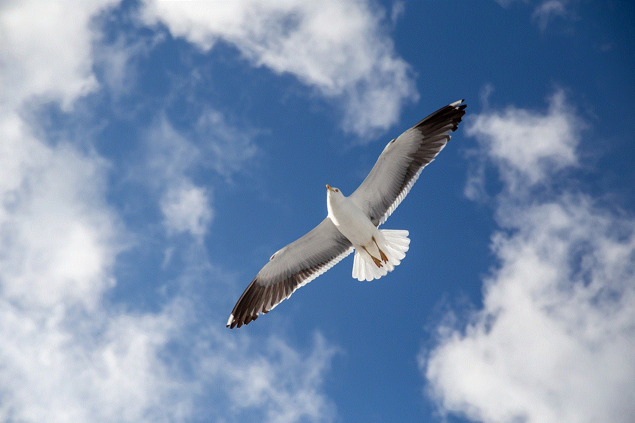 Seagull Norway