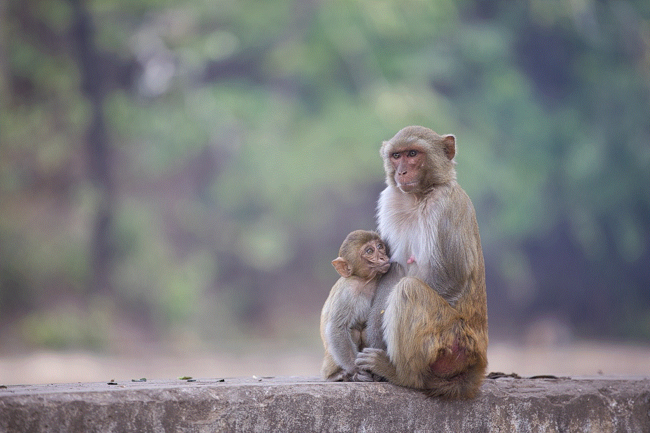 Monkey Animal Monkey Animal