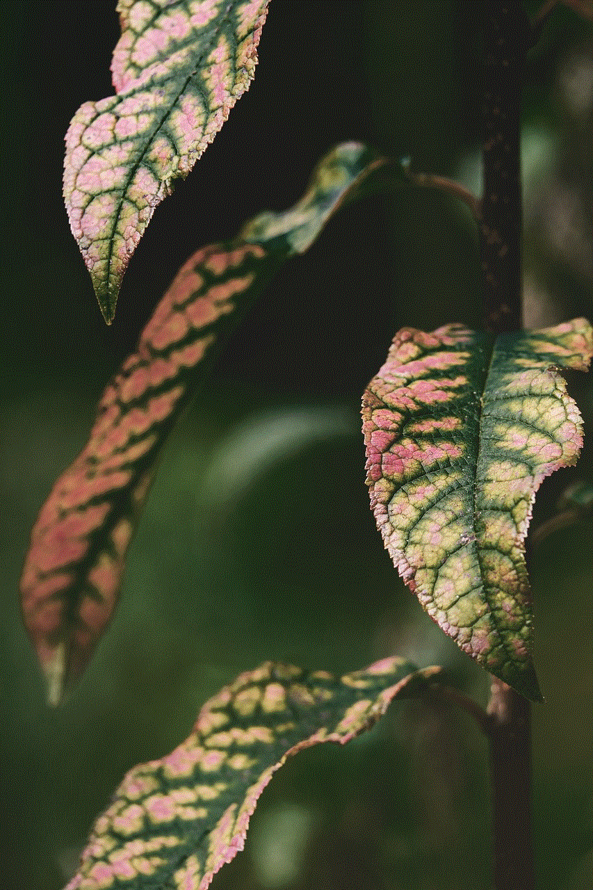 Leaves Plant