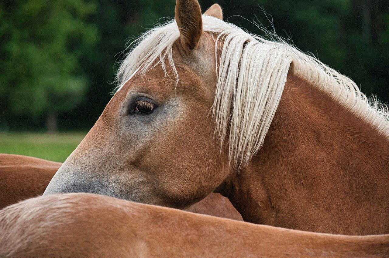 Haflinger Horse