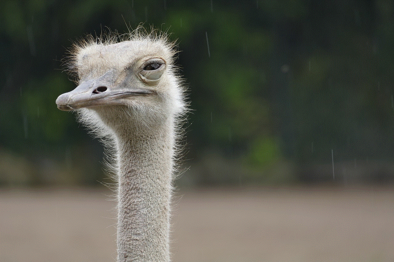 Ostrich Animal