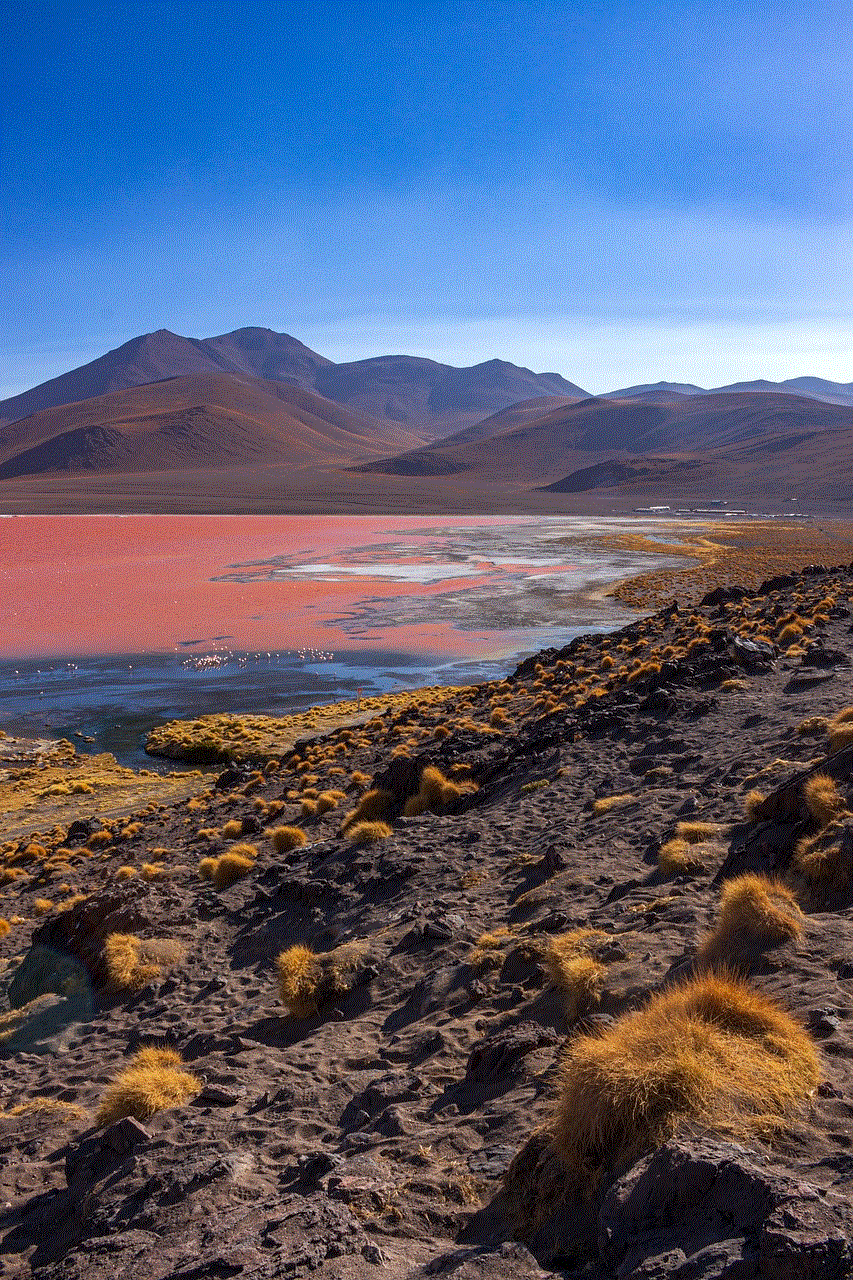 Lake Flamingos