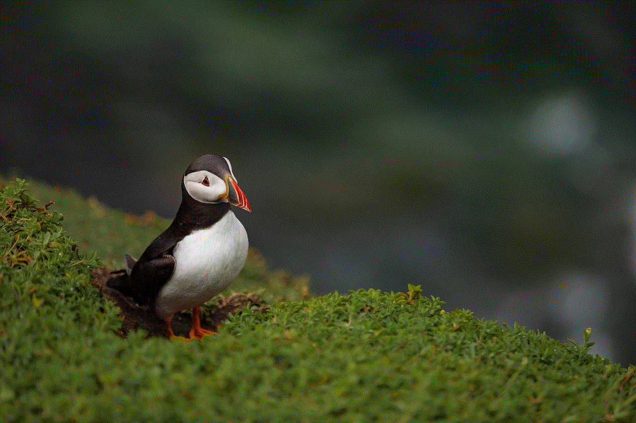 Puffin Bird