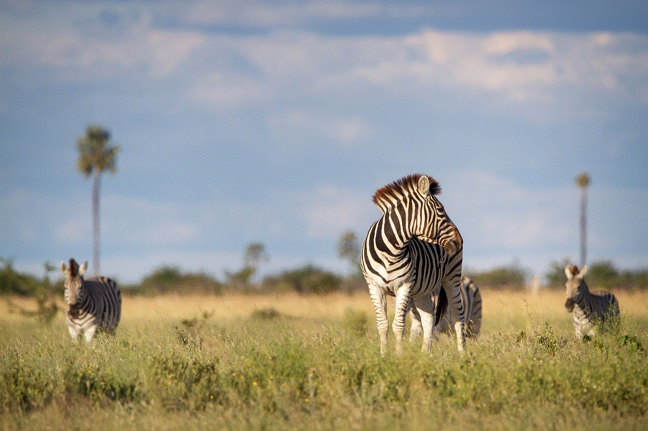 Zebra Africa