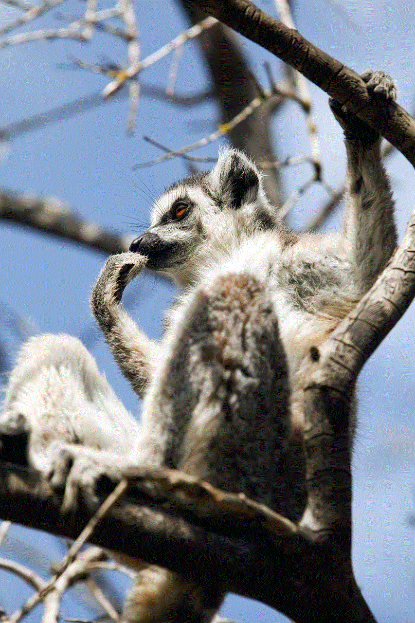 Lemur Mammal