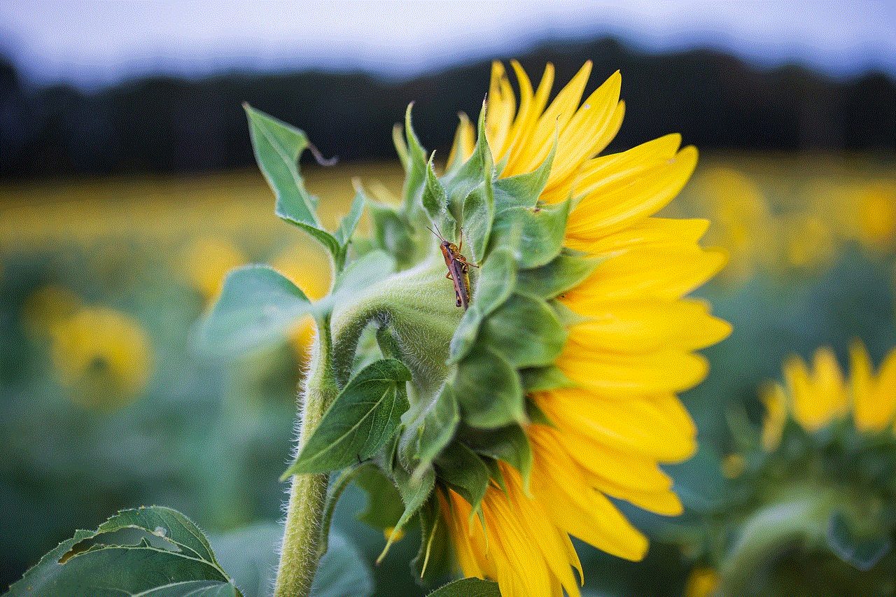 Sunflowers Fields