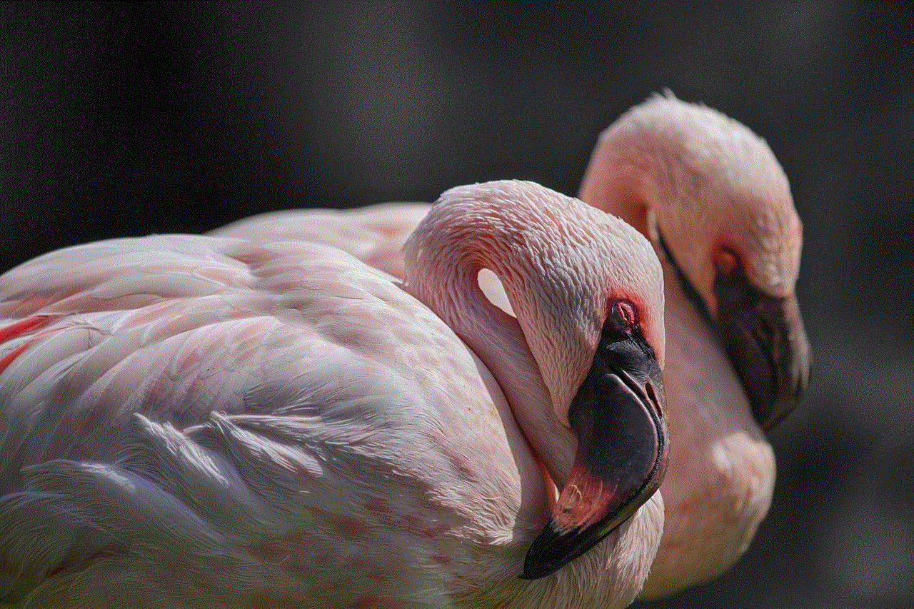 Flamingo Flamingos
