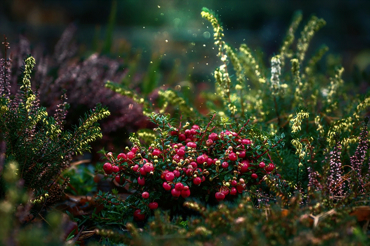 Cranberries Fruit