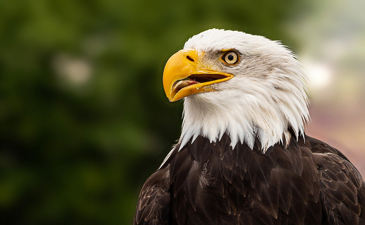 Bald Eagle Adler