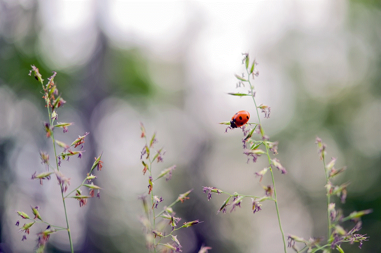 Ladybug Beetle